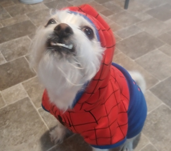 Zap and Zam💜PRICES DROPPED! Let's share & make some Posh Sales!!!✨💖🔮💌 - Picture 4 of 11